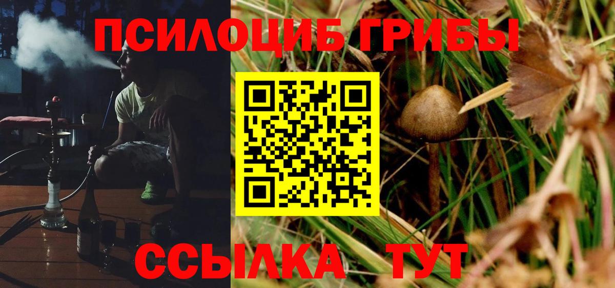 Галлюциногенные грибы Psilocybine cubensis Гусиноозёрск